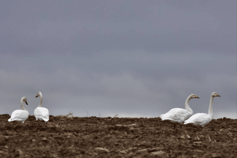 Лебедь-кликун 6.png