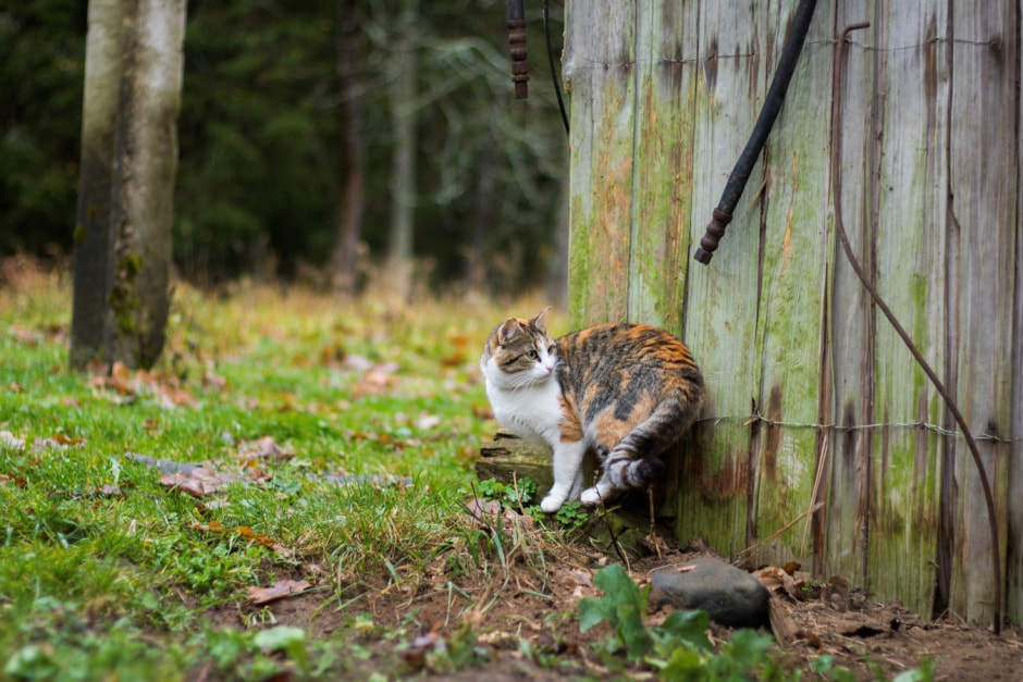 Одни на целый хутор Красный бор 21.jpg