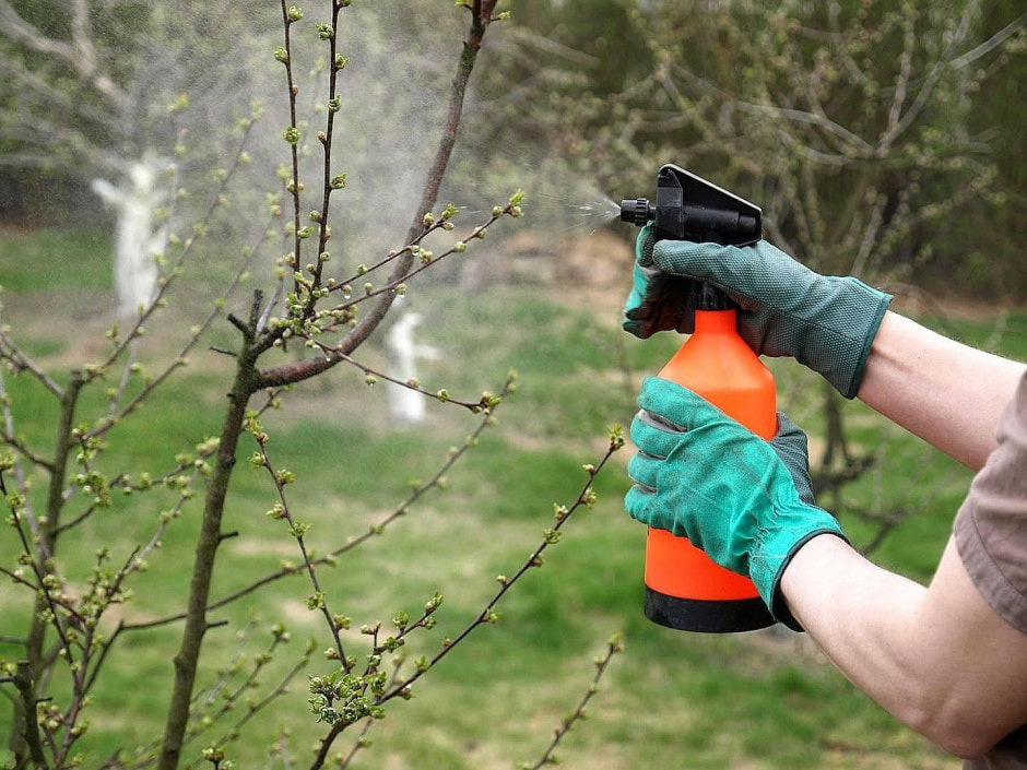 Советы для урожая ягод 5.jpg