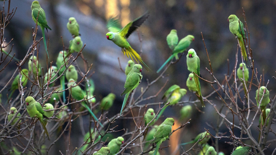 Инвазивные виды в Беларуси 8.jpg