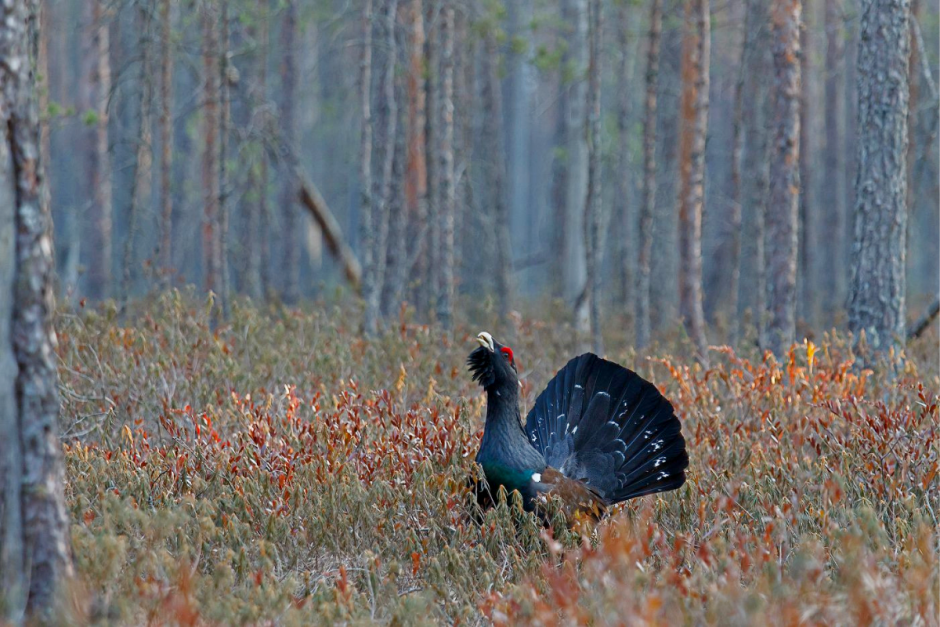 Глухари 7.png