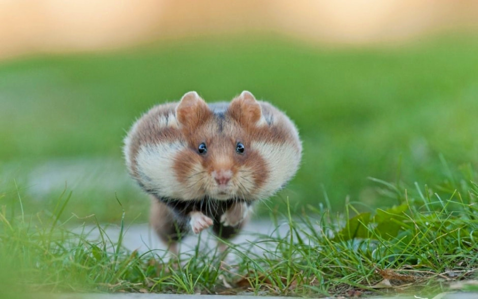 Факты про обыкновенного хомяка 10.jpg