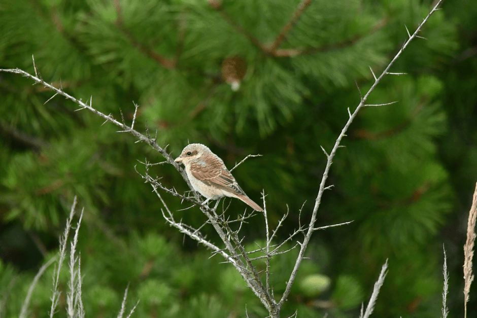 Сорокопут 7.png