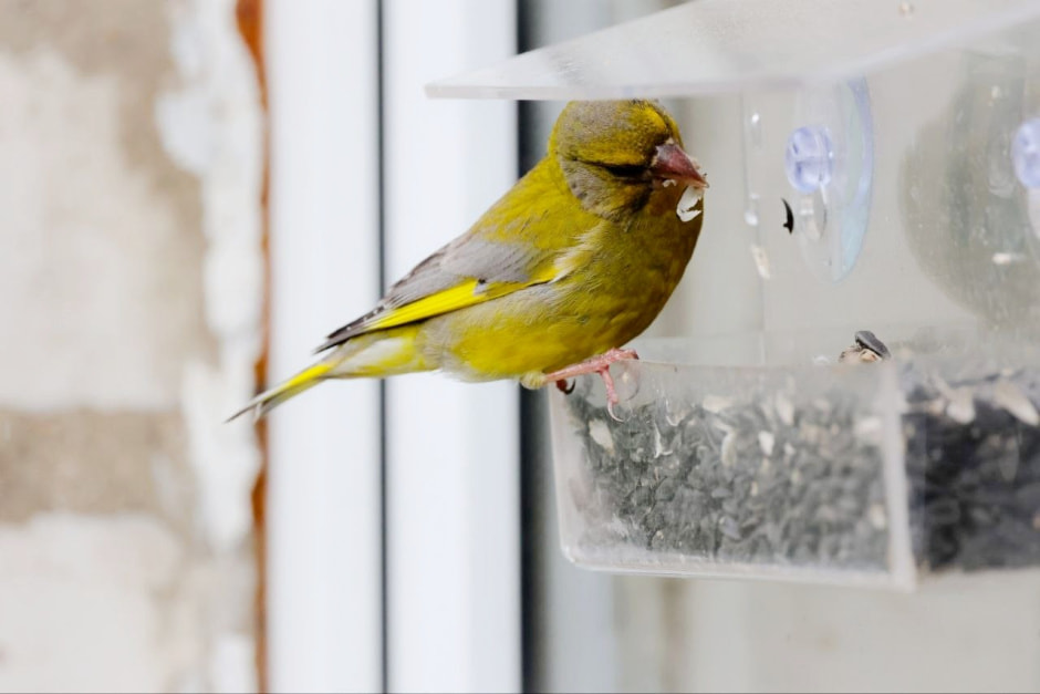 Зимние птицы в городе 2_Зеленушка.jpg