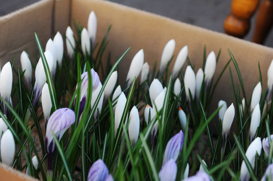 Цветы на Комаровке 18.jpg