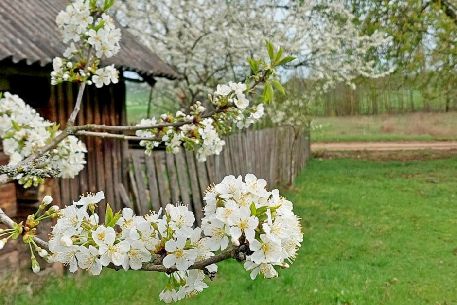 Семья Епиховых и их дача 18.jpg