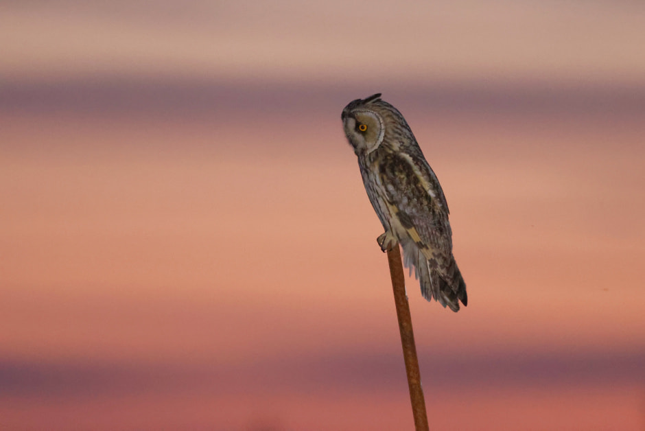 Ушастая сова 