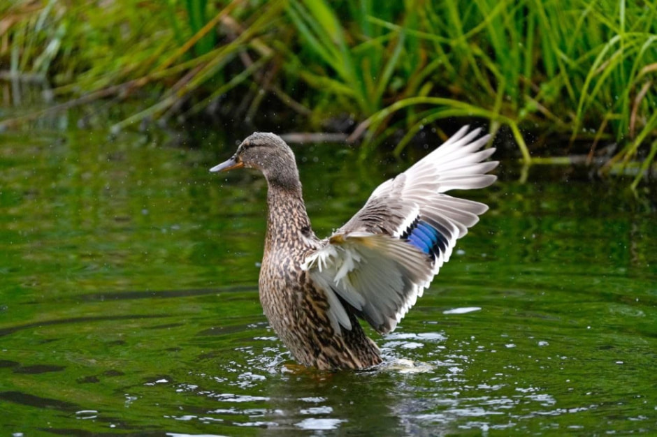 Миграция белорусских птиц 8.jpg