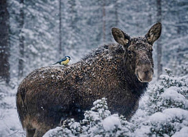 Лосей кормили бананами и питахайей. На Могилевщине проверили охотхозяйства из-за выхода диких животных к людям