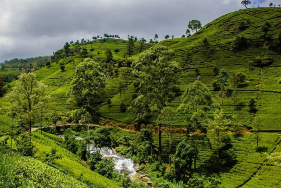 Чайные плантации .jpg