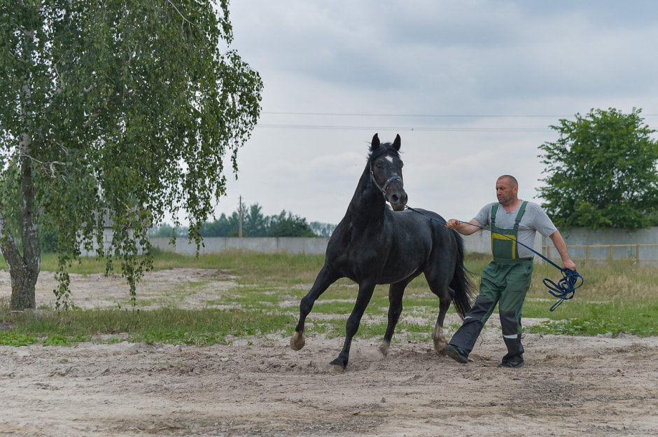Лошади в Столинском районе 13.jpg