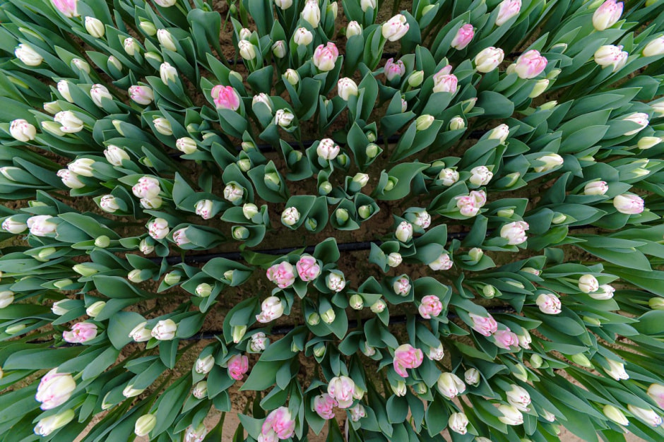 Репортаж из теплицы с тюльпанами 14.jpg