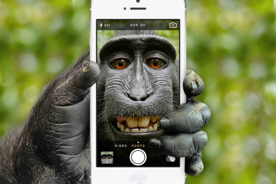 Обезьяна и смартфон.jpeg