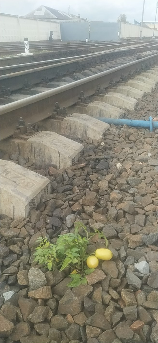 помидоры в Могилеве