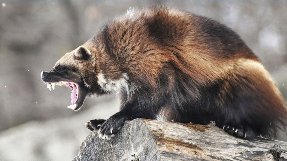 Росомаха 4.jpg