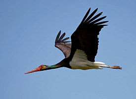 Каждый 10-й черный аист Европы живет в Беларуси. Где находится крупнейшее в мире скопление этих птиц?