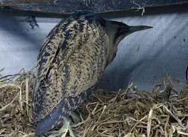 Рыбак спас краснокнижную птицу, упавшую с неба на Витебщине. Что с ней теперь?