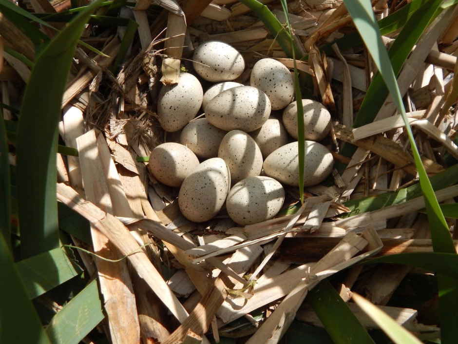 Яйца диких птиц 3.jpg