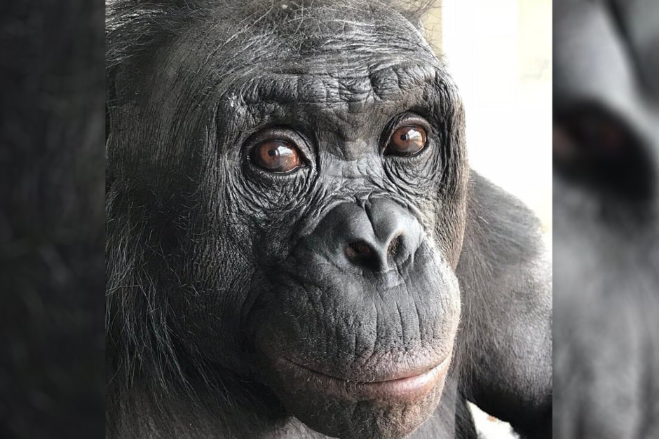 Умерла обезьяна-геймер.jpg