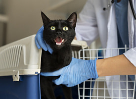 МРТ собаке до 500 рублей: в Беларуси хотят лицензировать ветклиники