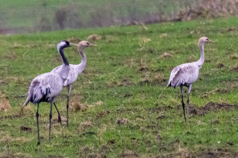 Поход на Ельню 16.jpg