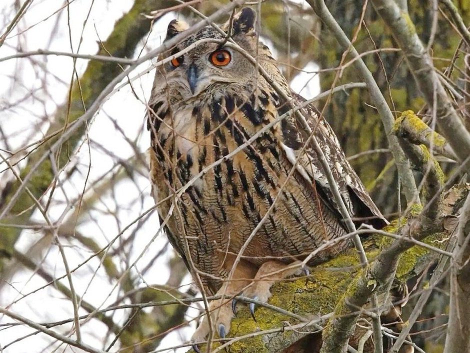 Совы 6.jpg