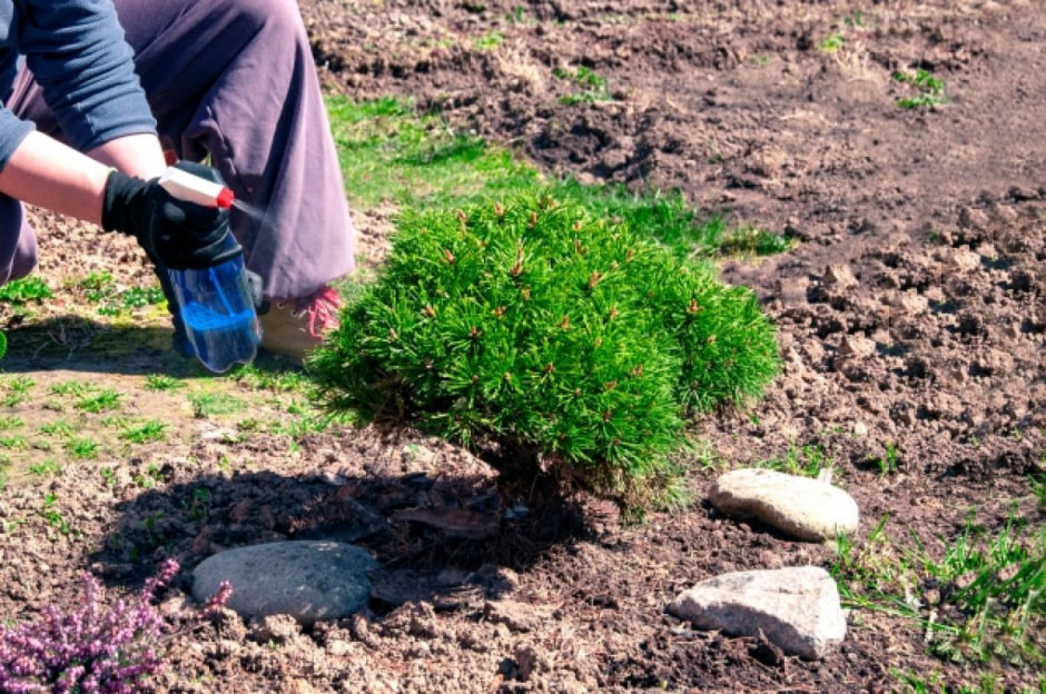 Сад-огород 2.jpg