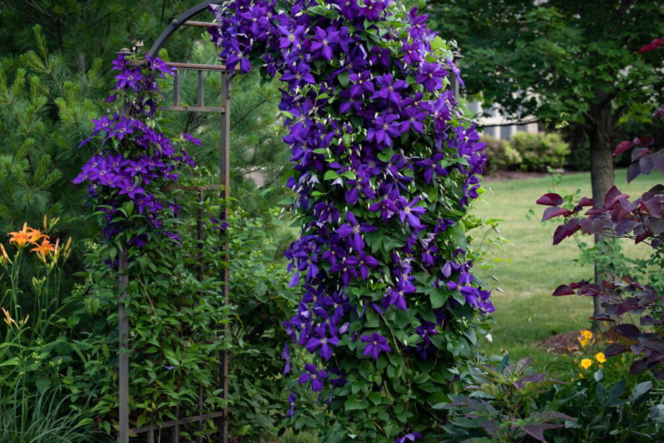 Миле цветы ogorod.ru