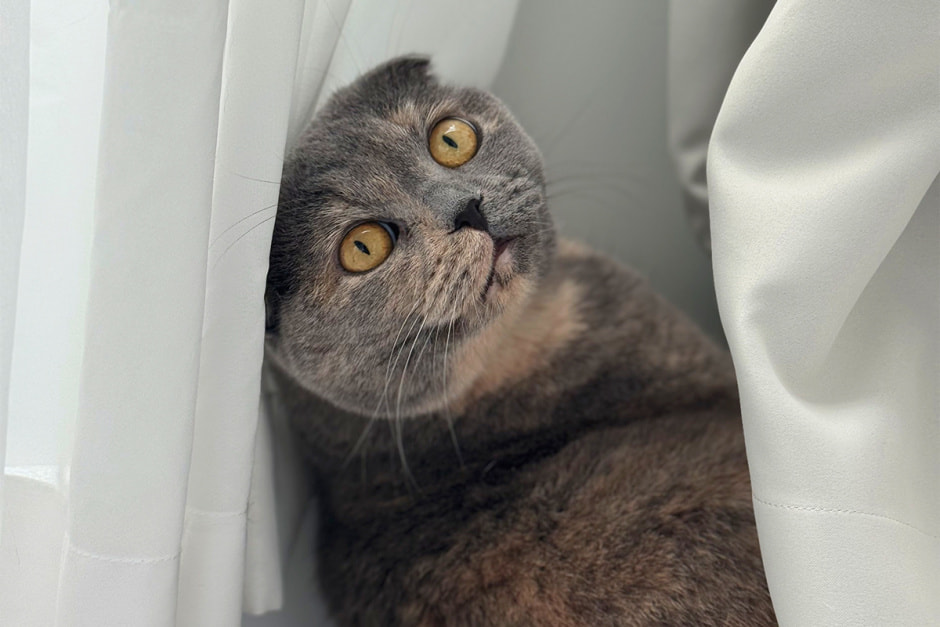 Шотландская кошка.jpg