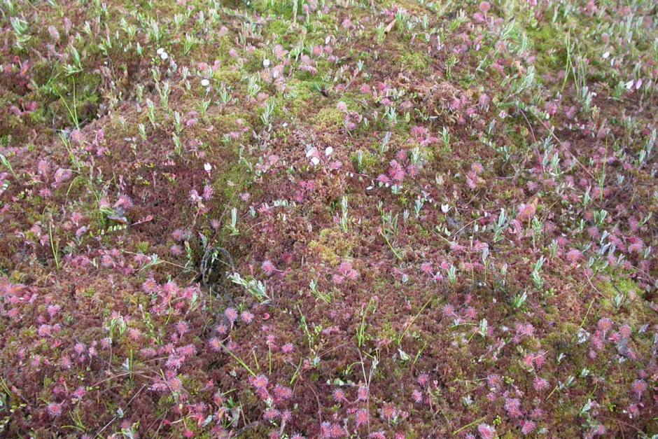 Хищные растения Беларуси 5.png