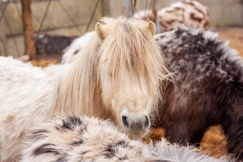 Юрий Карпилович и его зоопарк в Подгае 10.jpg