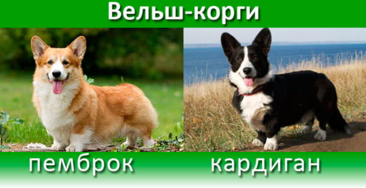 корги два вида