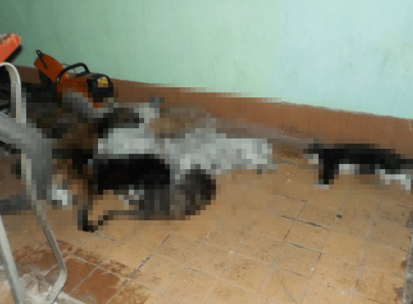 пожар коты.png пожар коты.png