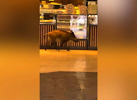 Раненый кабан зашел в пекарню и прокатился в метро Будапешта