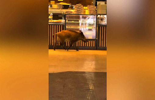 Раненый кабан зашел в пекарню и прокатился в метро Будапешта
