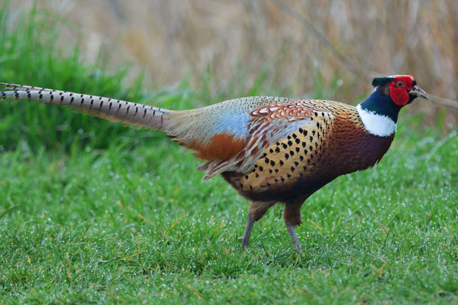 Инвазивные виды в Беларуси 7.jpg