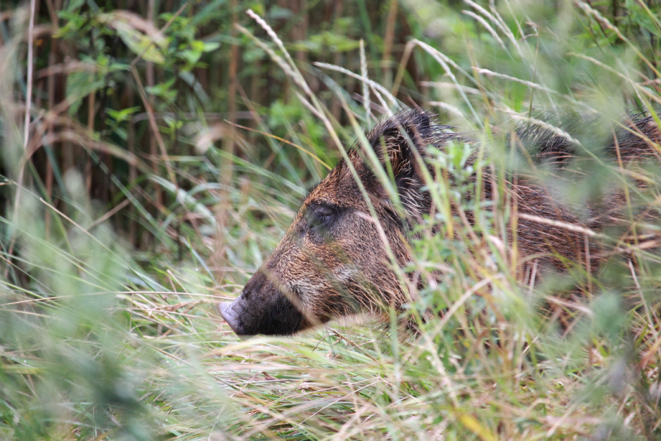 Дикая природа кабан 2.png