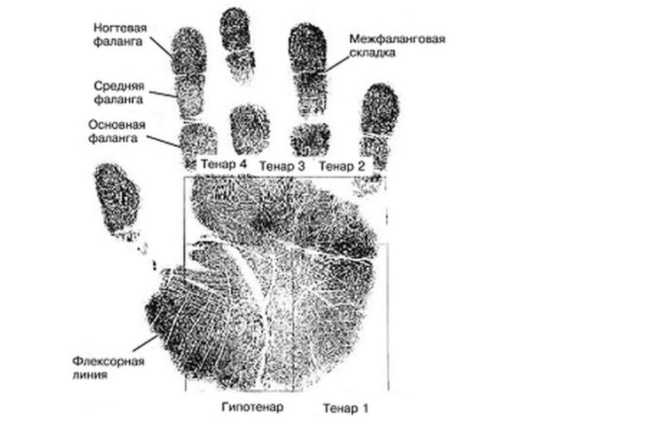 отпечатки ладони отпечатки ладони