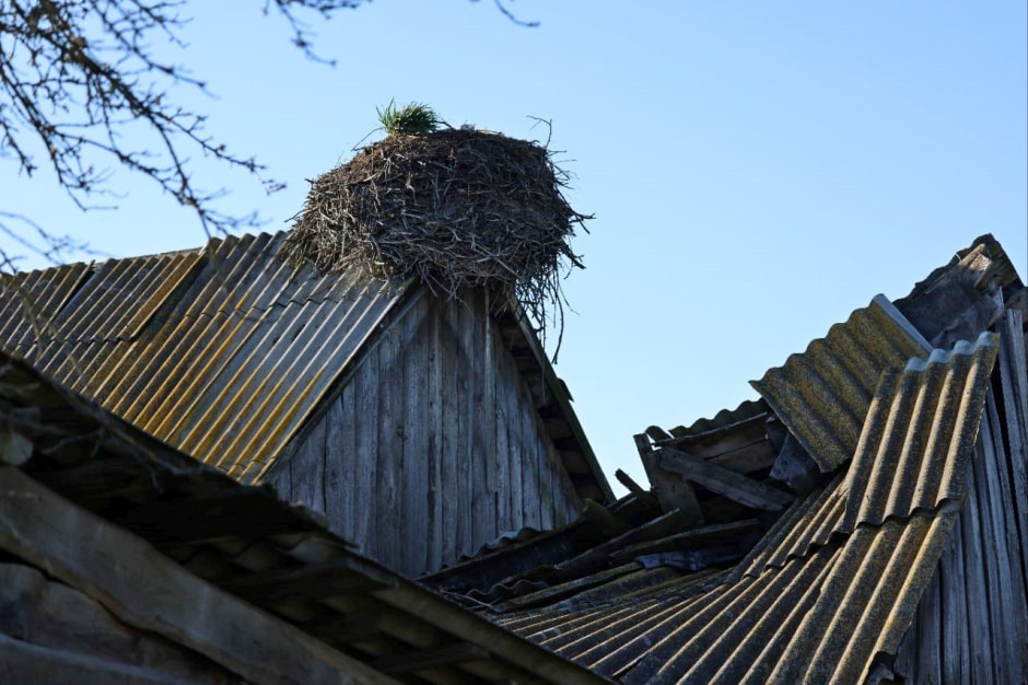 Аисты в деревне Малешев 13.jpg