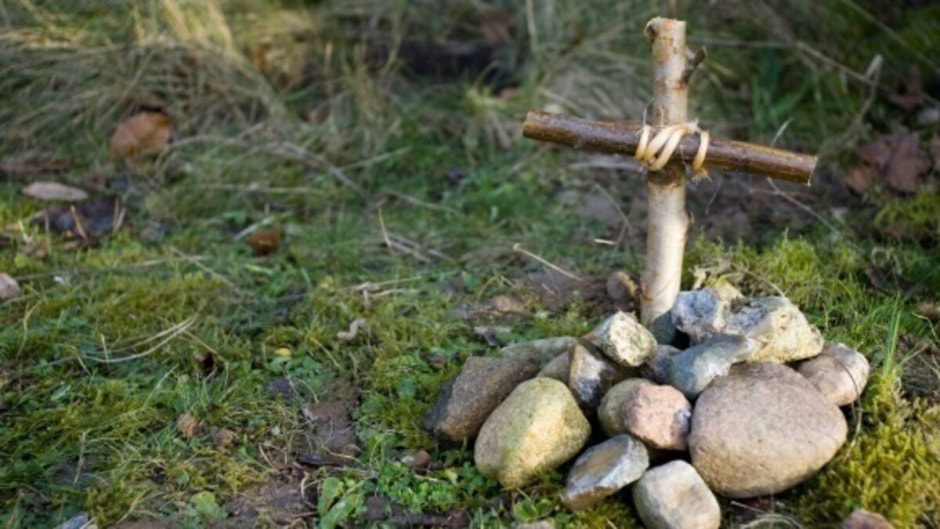 Как похоронить питомца_.jpg