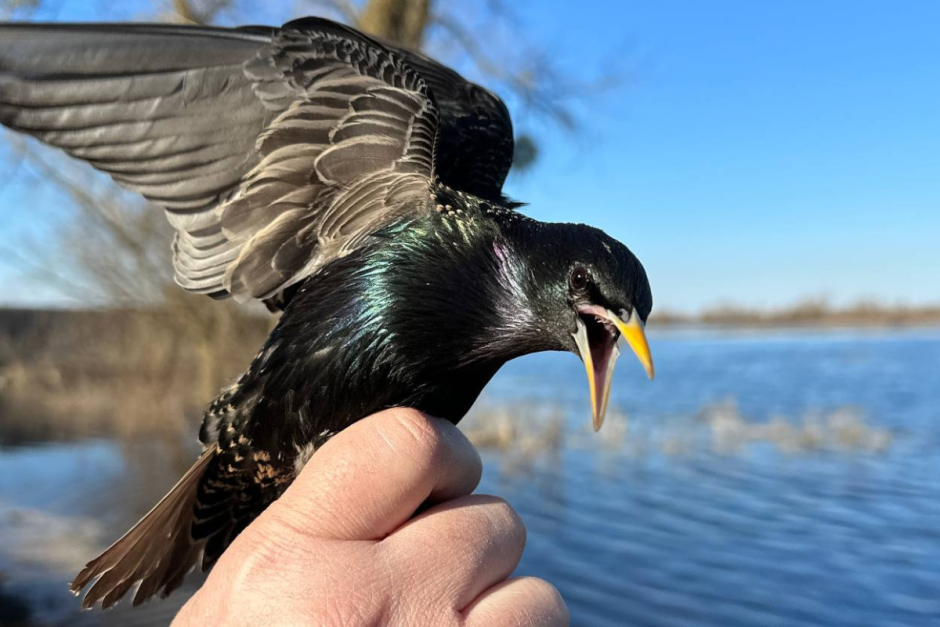 птицы.png птицы.png