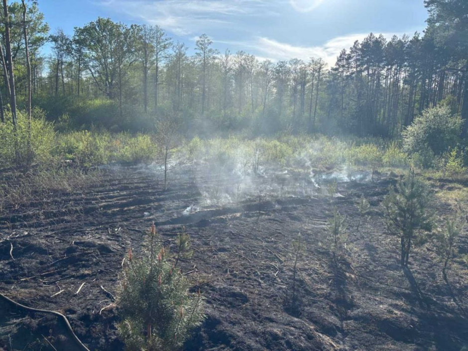 Лес после пожара.jpg