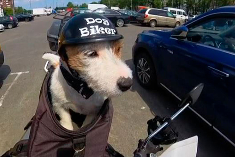 Джек-рассел-терьер Брест.jpeg