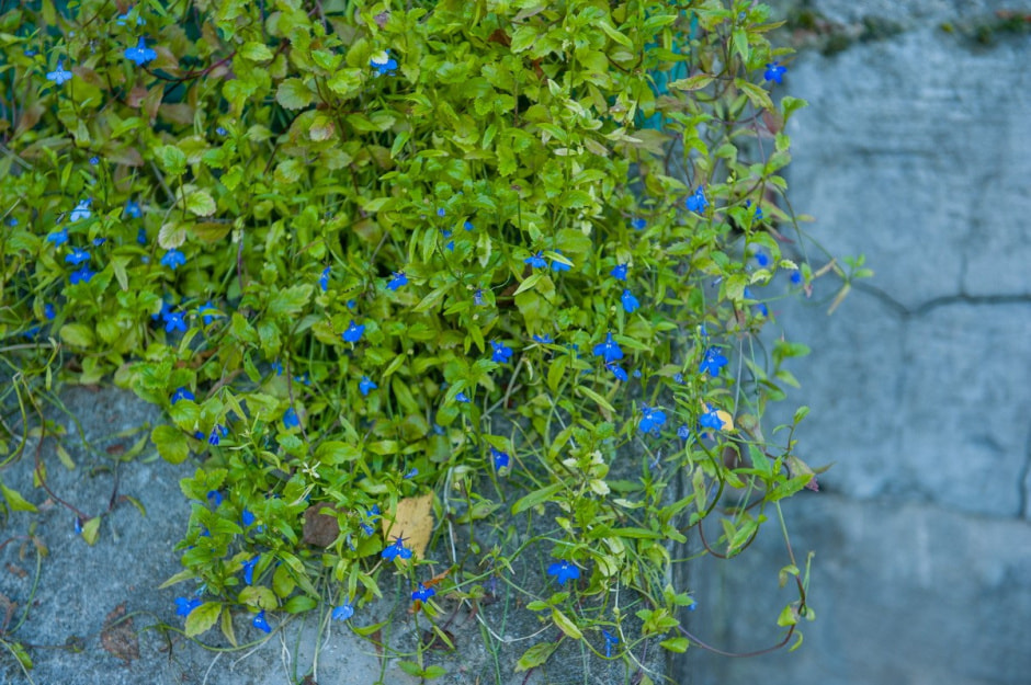 Солдатовы и усадьба Дуниных-Раецких 14.jpg