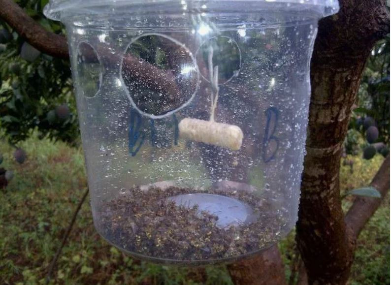 ловушка и насекомые