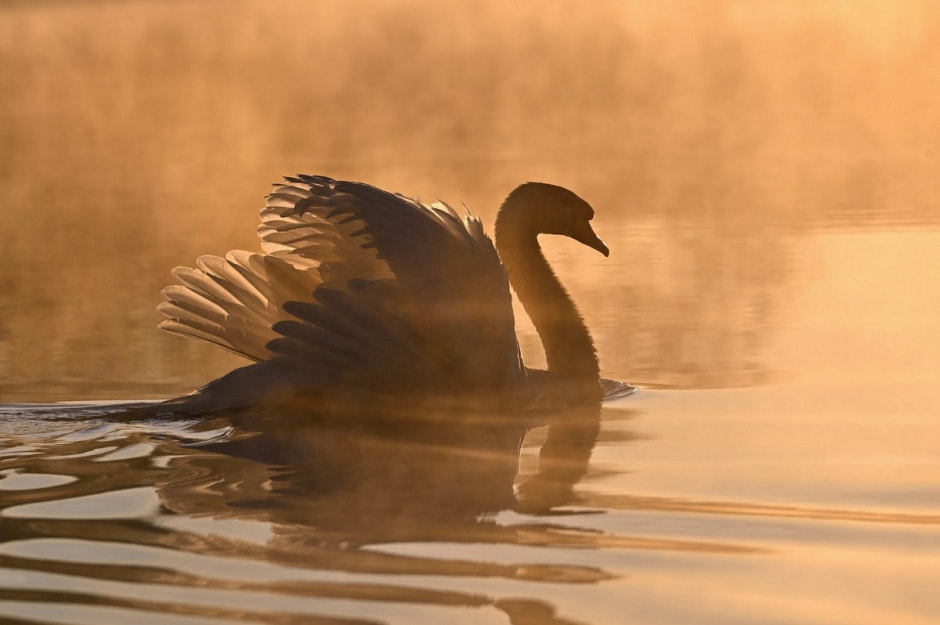 7-Лебедь Алесь на рассвете.jpg