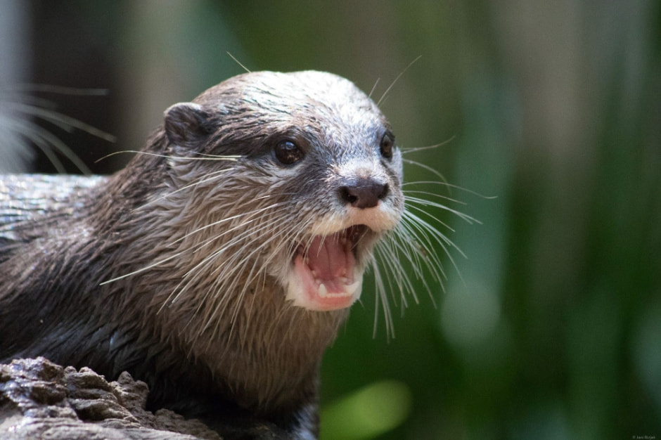 Чем интересна выдра 5.jpg