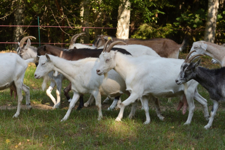 Семья Шатровых и их сыры 13.jpg