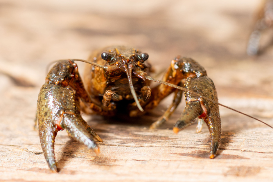 Речные раки 2.png