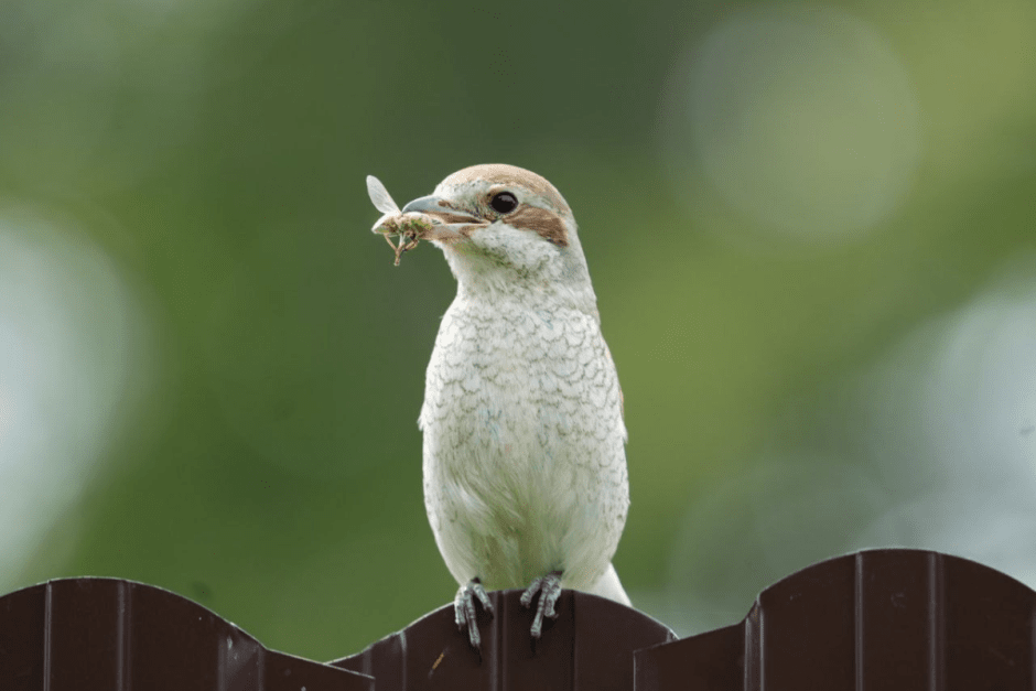 Сорокопут 5.png